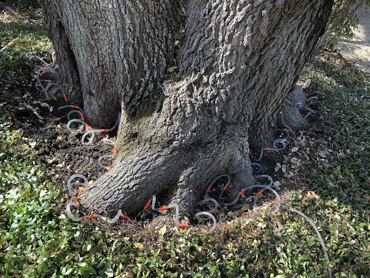 Detailed Tree Cabling and Bracing job site in Kendall