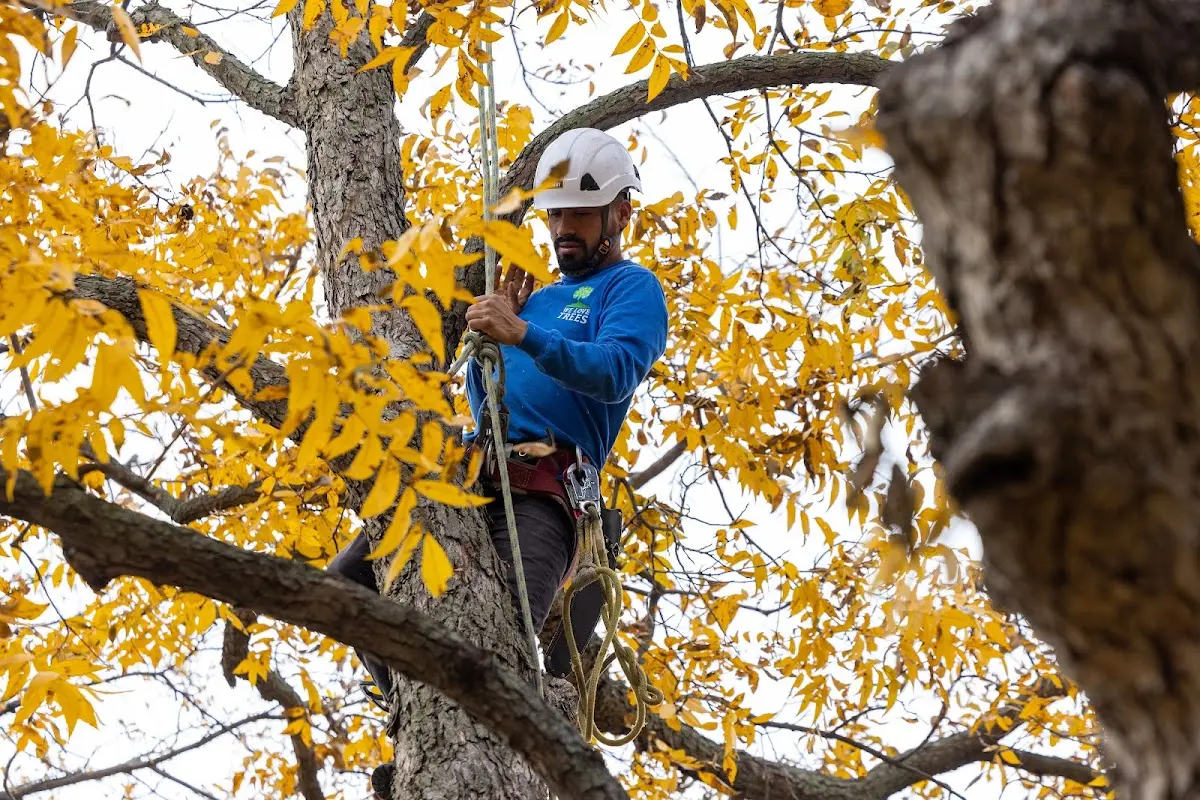 Skilled Tree Trimming crew working in Kendall